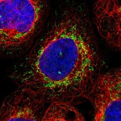 GRPEL2 Antibody, Novus Biologicals 25 &mu;L; Unlabeled:Antibodies, Polyclonal